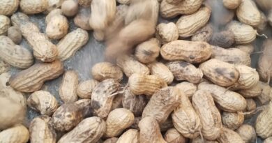 जानिए क्या होता है भुनी हुई मूंगफली खाने के फायदे