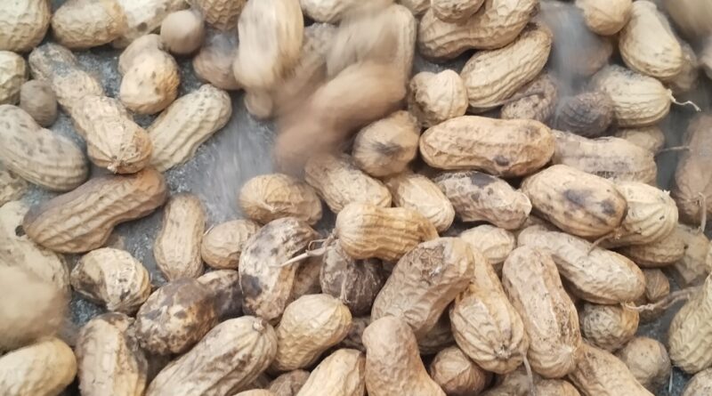 जानिए क्या होता है भुनी हुई मूंगफली खाने के फायदे